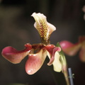 orchidées-004
