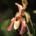 orchidées-007