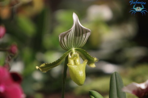 orchidées-012