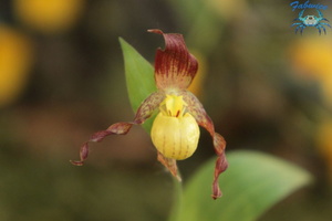 orchidées-020