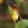 orchidées-020