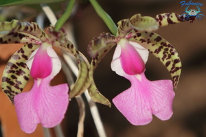 orchidées-028