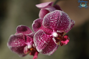 orchidées-029