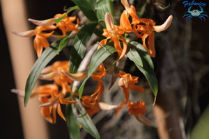 orchidées-030
