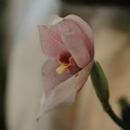 orchidées-031