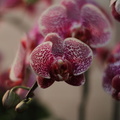 orchidées-032