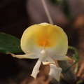 orchidées-035