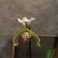 orchidées-043