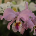 orchidées-044