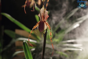 orchidées-046