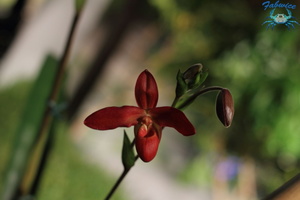 orchidées-048