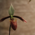 orchidées-051