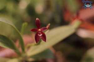 orchidées-052