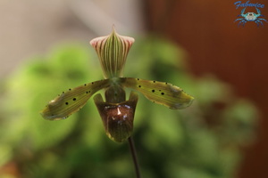 orchidées-053