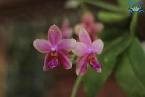 orchidées-054