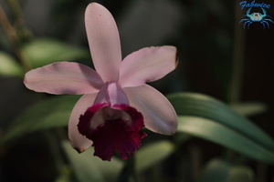 orchidées-060