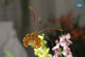 orchidées-064