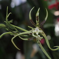 orchidées-065