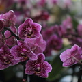 orchidées-067