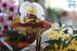 orchidées-068