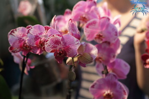 orchidées-070