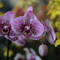 orchidées-072