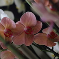 orchidées-073