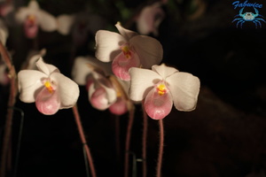orchidées-079