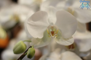 orchidées-082