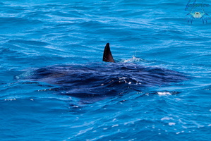 Mayotte-2011-096