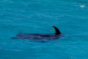 Mayotte-2011-098