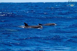 Mayotte-2011-100