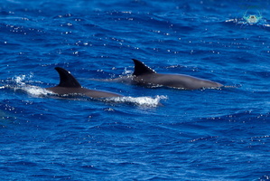 Mayotte-2011-101