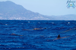 Mayotte-2011-102