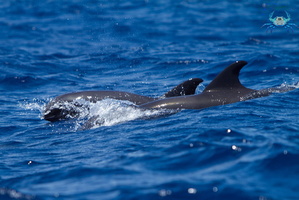 Mayotte-2011-103