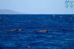 Mayotte-2011-105