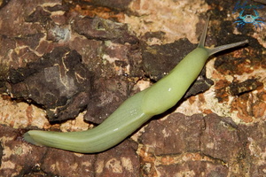 Mayotte-2011-140